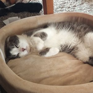 Meet your Posher, Chelsie